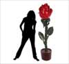 Giant Red Rose